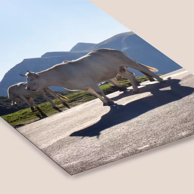 Schotse hooglander - Licht - Berg - Natuur fotolijst zwart zonder passe partout klein -zsfeer6