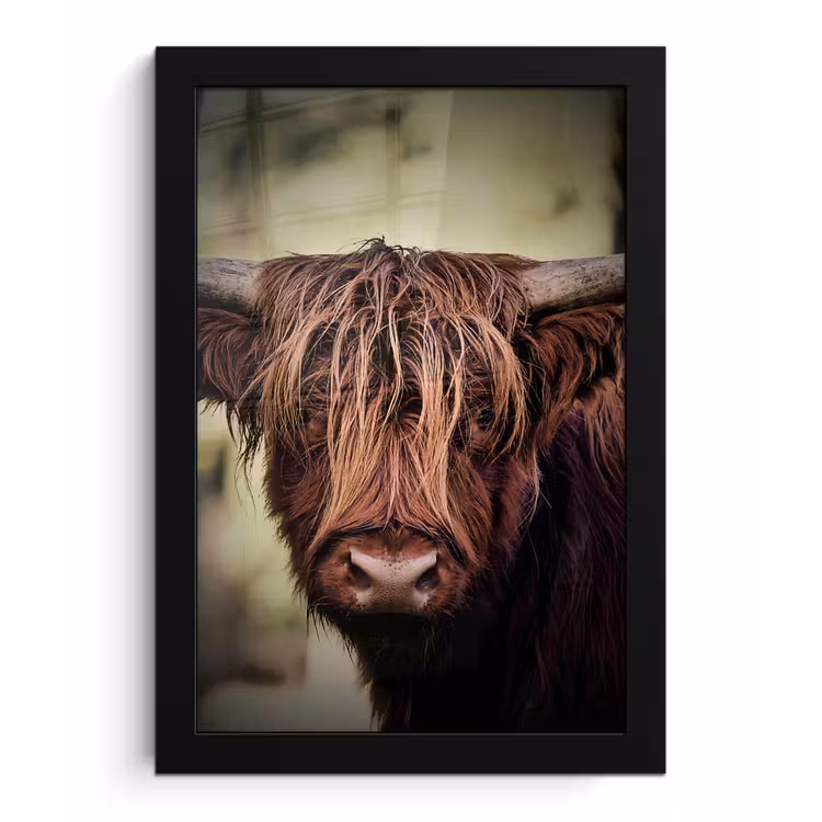 Schotse hooglander - Licht - Portret - Natuur fotolijst zwart zonder passe partout klein -3d