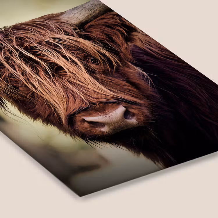 Schotse hooglander - Licht - Portret - Natuur fotolijst zwart zonder passe partout klein -zsfeer6