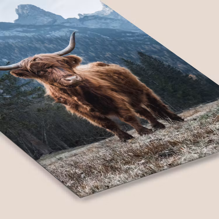 Schotse hooglander - Berg - Landschap - Bomen - Koe - Natuur fotolijst zwart zonder passe partout klein -zsfeer6