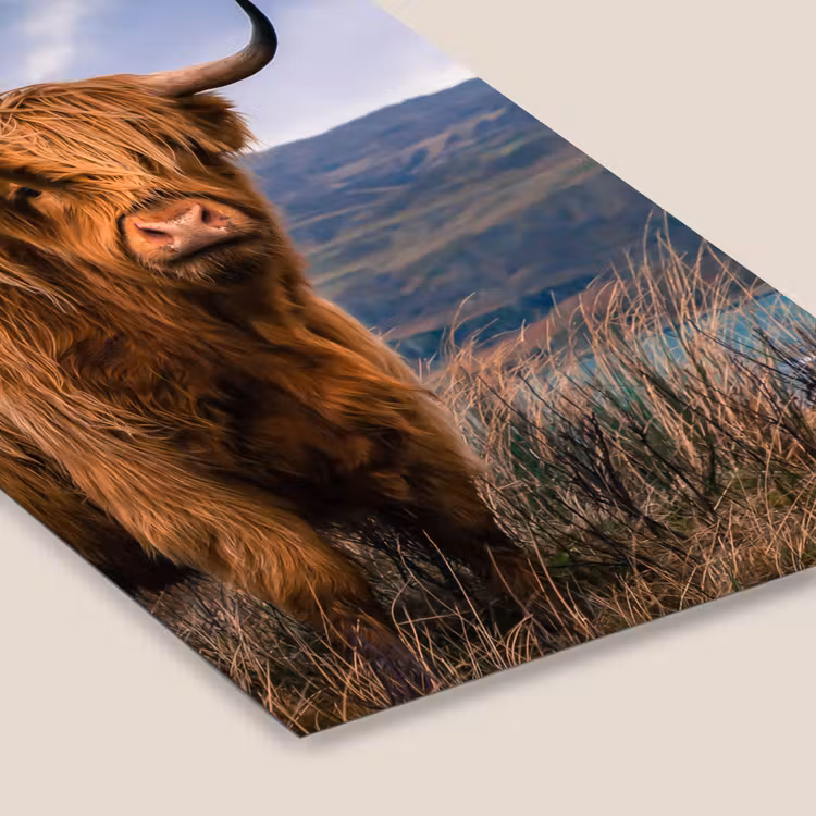 Schotse Hooglander - Berg - Water - Natuur - Koe fotolijst zwart zonder passe partout klein -zsfeer6