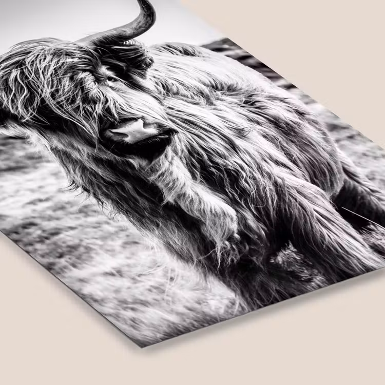 Schotse hooglander - Natuur - Koe - Zwart - Wit fotolijst zwart zonder passe partout klein -zsfeer6