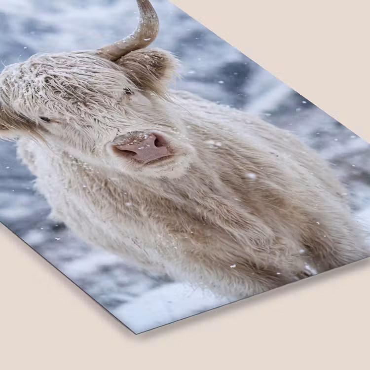 Schotse Hooglander - Sneeuw - Bergen - Winter fotolijst zwart zonder passe partout klein -zsfeer6