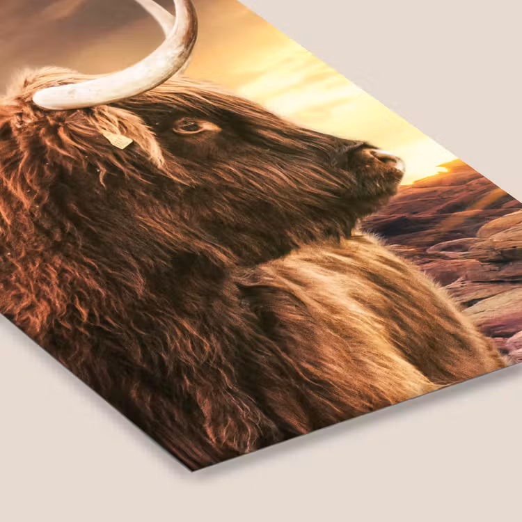 Schotse hooglander - Zon - Horizon - Koe - Dieren fotolijst zwart zonder passe partout klein -zsfeer6