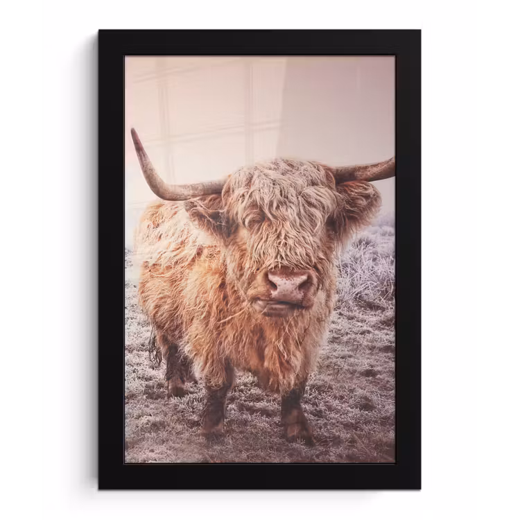 Schotse hooglanders - Licht - Lucht - Natuur fotolijst zwart zonder passe partout klein -3d