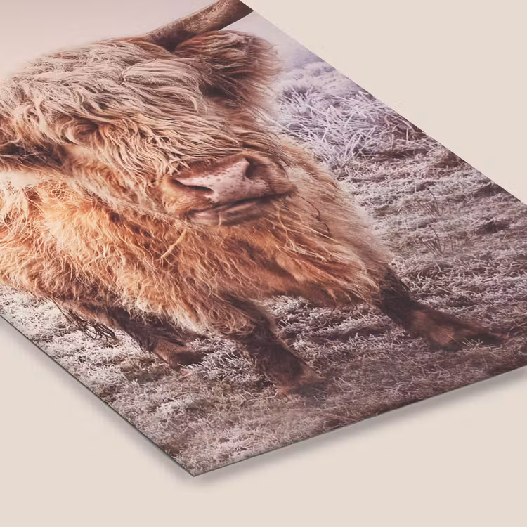 Schotse hooglanders - Licht - Lucht - Natuur fotolijst zwart zonder passe partout klein -zsfeer6