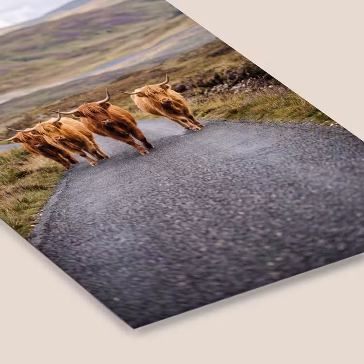 Schotse Hooglanders - Weg - Landschap - Kudde fotolijst zwart zonder passe partout klein -zsfeer6