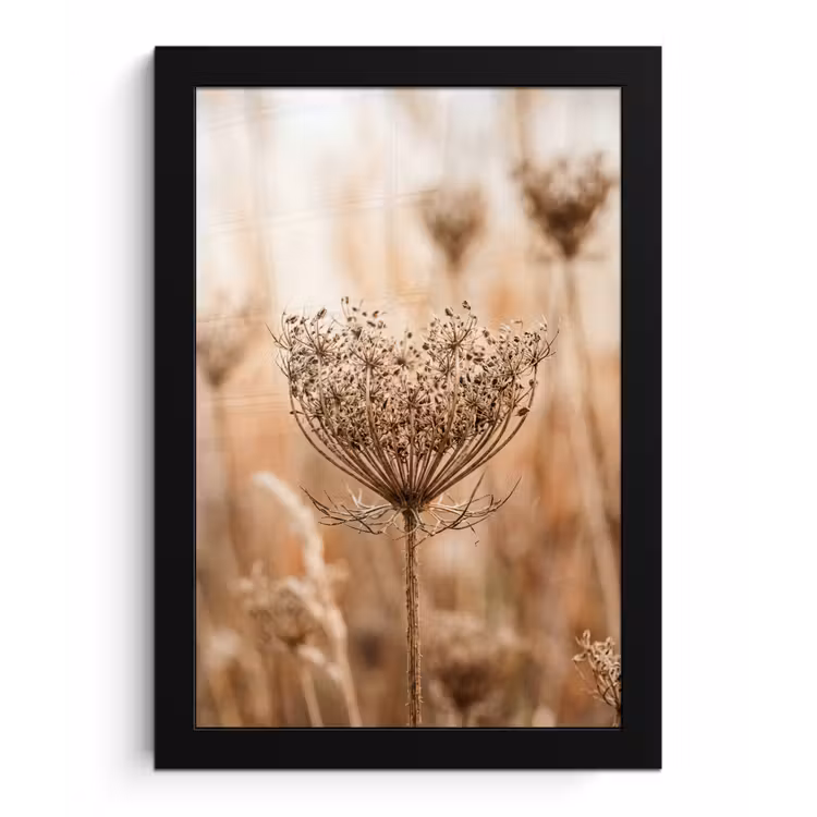 Schermbloem - Droogbloem - Winter - Beige - Minimalistisch fotolijst zwart zonder passe partout klein -3d