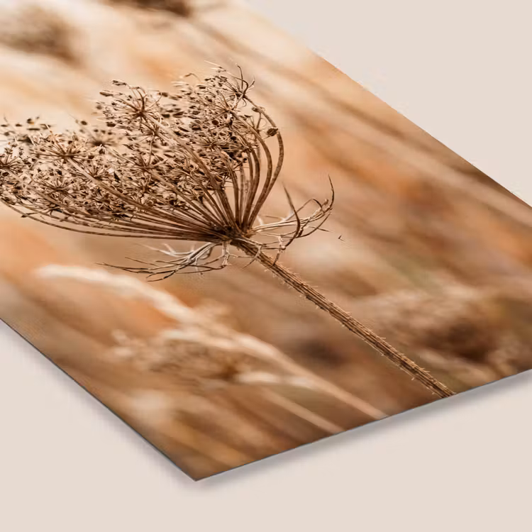 Schermbloem - Droogbloem - Winter - Beige - Minimalistisch fotolijst zwart zonder passe partout klein -zsfeer6