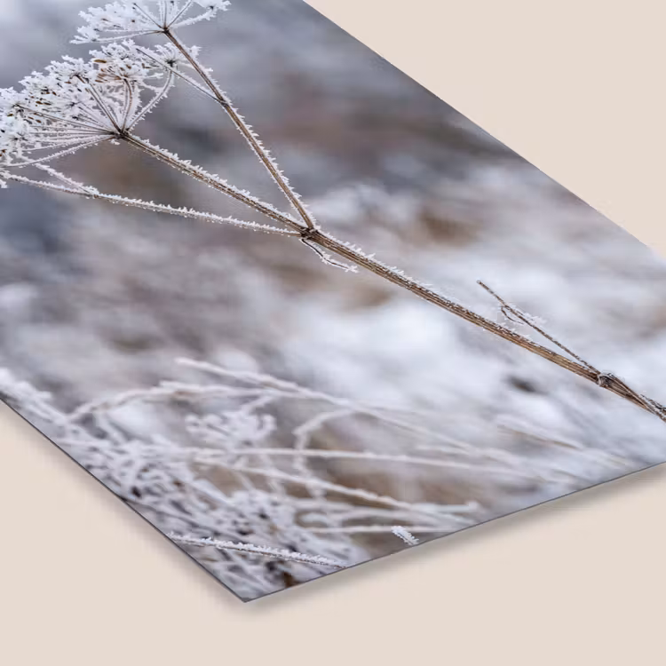 Schermbloem - Rijp - Kristallen - Winter - Delicaat fotolijst zwart zonder passe partout klein -zsfeer6