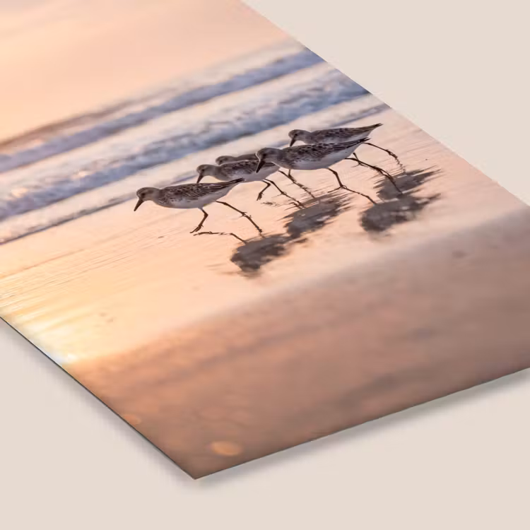 Zee - Vogels - Strand fotolijst zwart zonder passe partout klein -zsfeer6