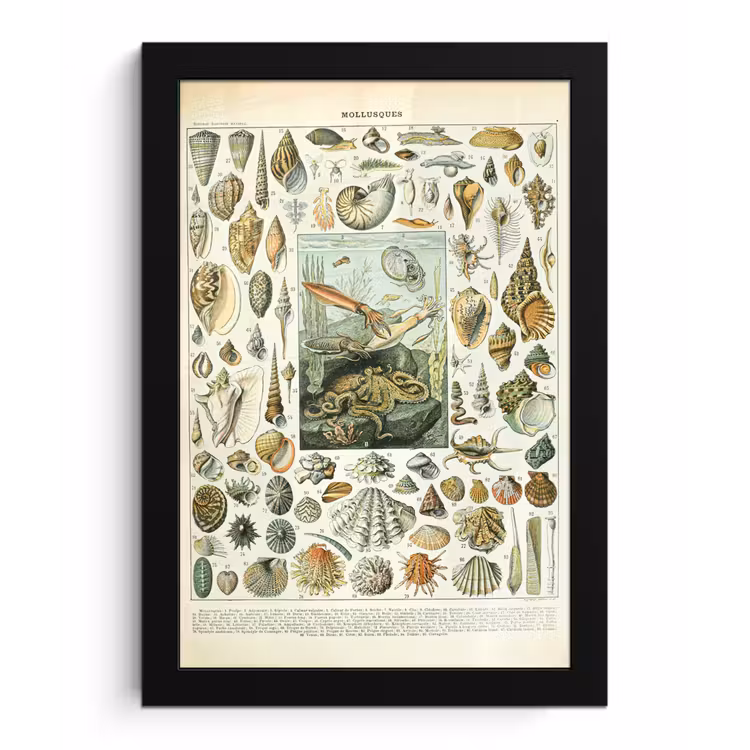 Zeedieren - Schelp - Vintage - Zee - Adolphe Millot fotolijst zwart zonder passe partout klein -3d