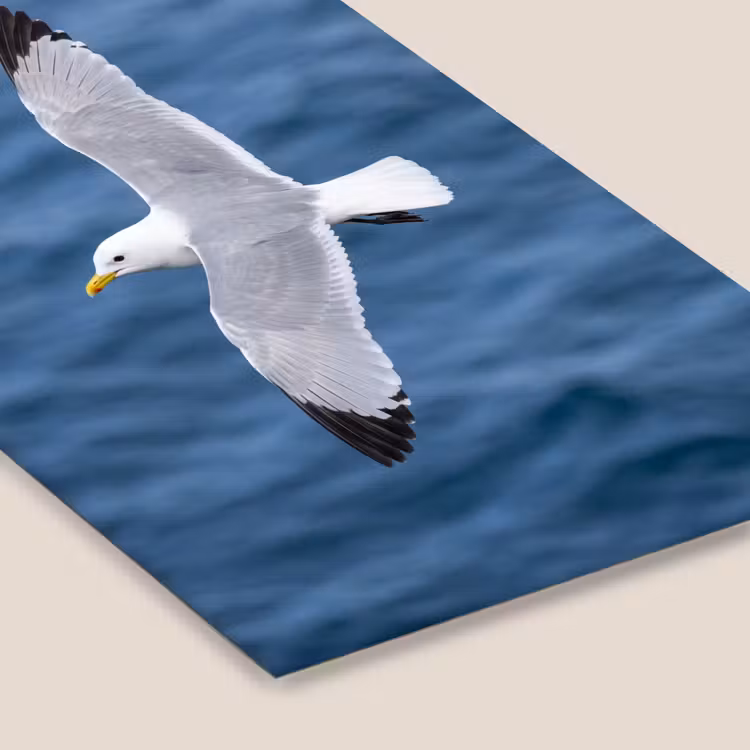 Zeemeeuw - Oceaan - Blauw fotolijst zwart zonder passe partout klein -zsfeer6