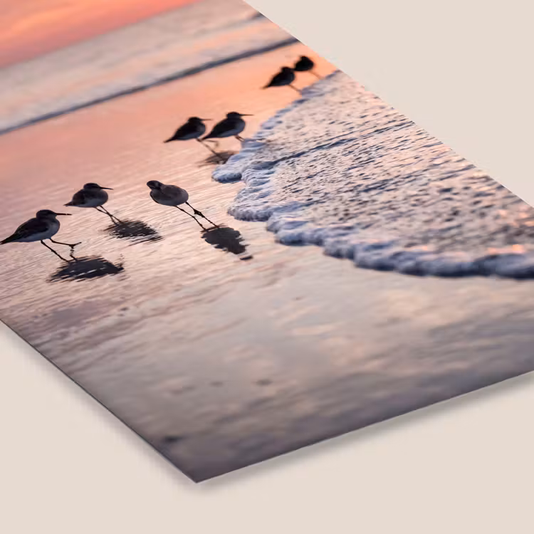 Meeuwen - Strand - Zee - Roze fotolijst zwart zonder passe partout klein -zsfeer6