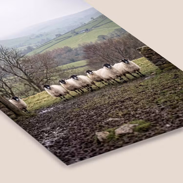 Schapen - Rij - Weide - Dieren - Platteland fotolijst zwart zonder passe partout klein -zsfeer6