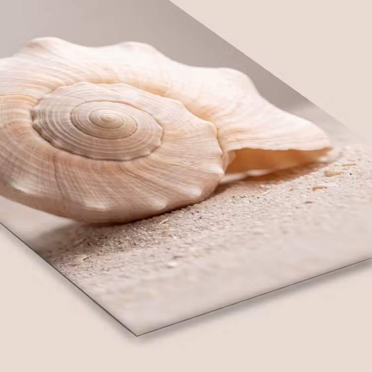 Schelp - Detail - Beige fotolijst zwart zonder passe partout klein -zsfeer6