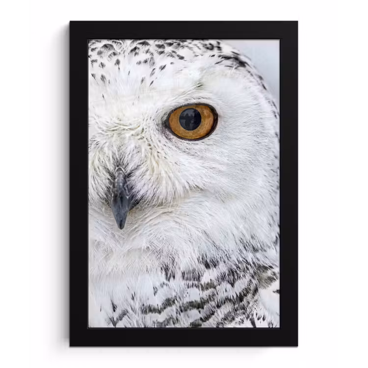 Sneeuwuil - Oog - Wildlife - Wit fotolijst zwart zonder passe partout klein -3d