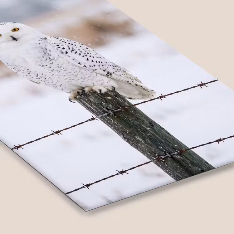 Sneeuwuil - Hek - Sneeuw - Wit fotolijst zwart zonder passe partout klein -zsfeer6
