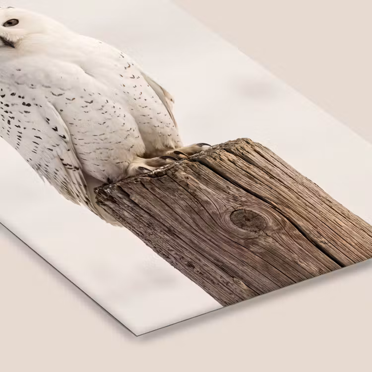 Sneeuwuil - Paal - Winter - Portret - Majestueus fotolijst zwart zonder passe partout klein -zsfeer6