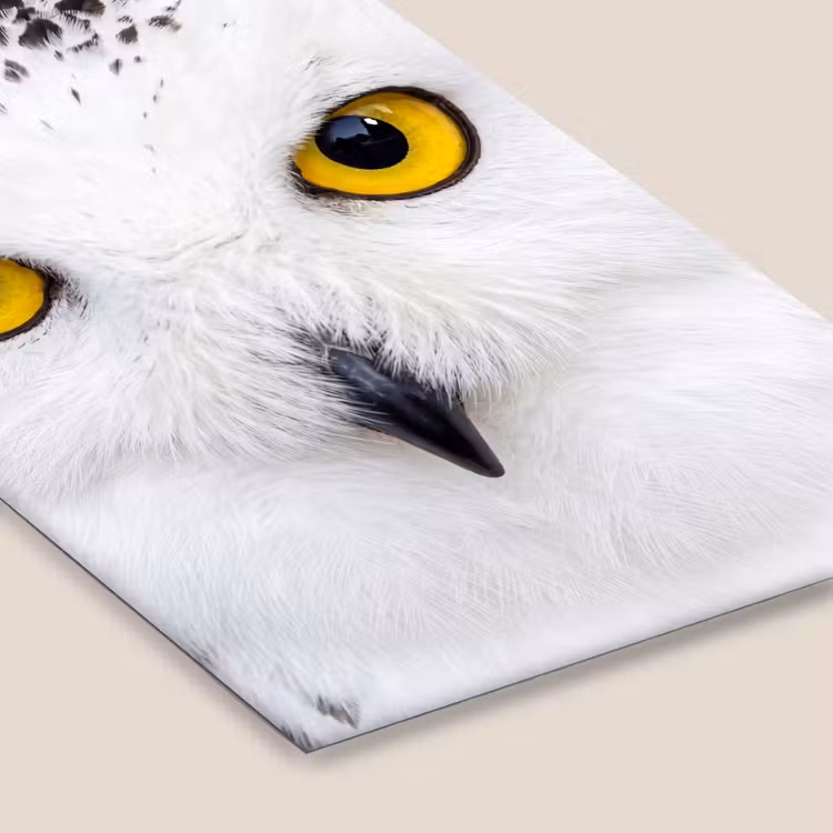 Sneeuwuil - Portret - Geel fotolijst zwart zonder passe partout klein -zsfeer6