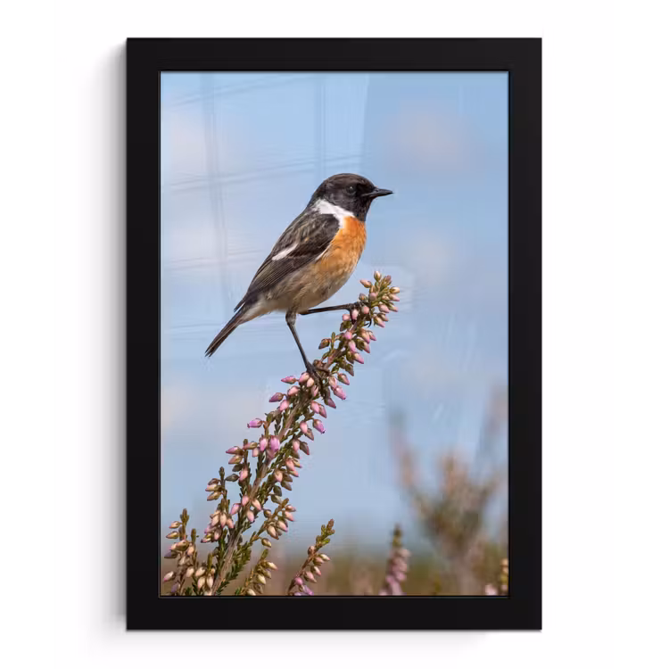 Roodborsttapuit - Heide - Paars - Natuur - Sfeervol fotolijst zwart zonder passe partout klein -3d