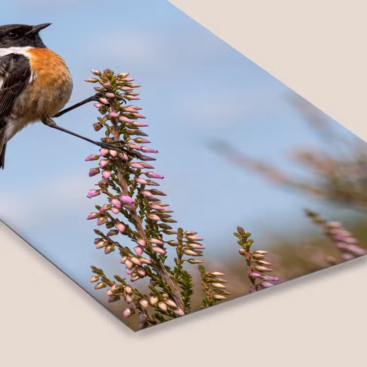 Roodborsttapuit - Heide - Paars - Natuur - Sfeervol fotolijst zwart zonder passe partout klein -zsfeer6