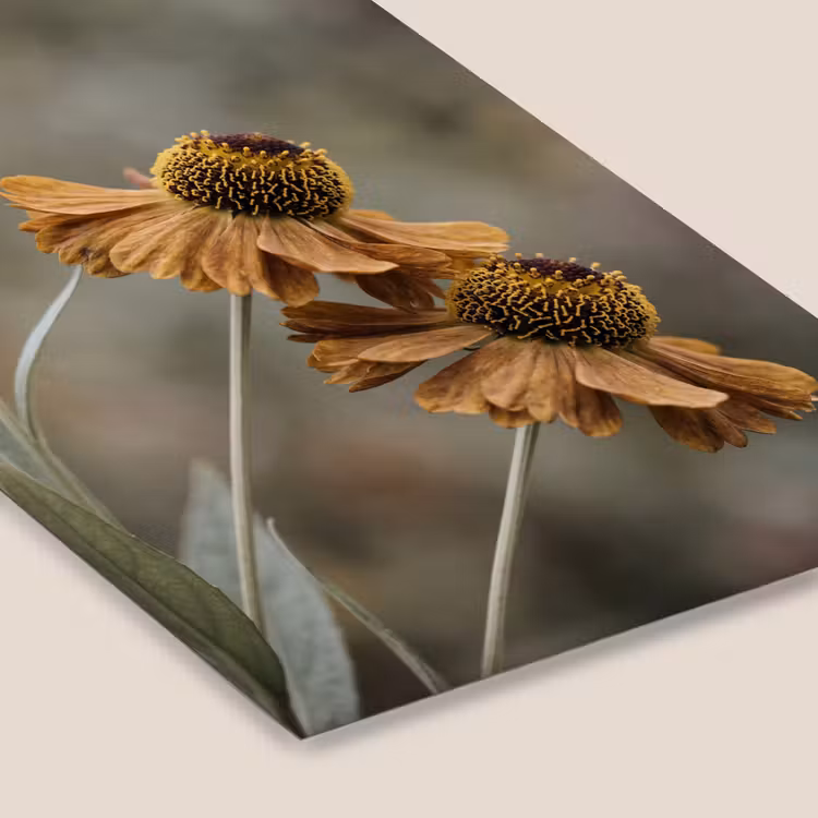 Zonnehoed - Droogbloemen - Geel - Warm fotolijst zwart zonder passe partout klein -zsfeer6