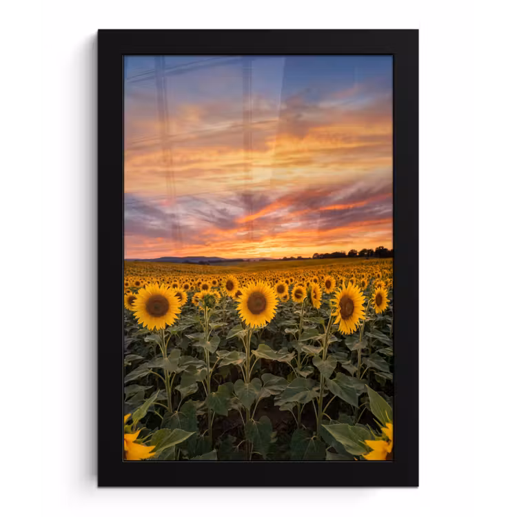 Zonnebloemen - Heuvellandschap - Geel fotolijst zwart zonder passe partout klein -3d