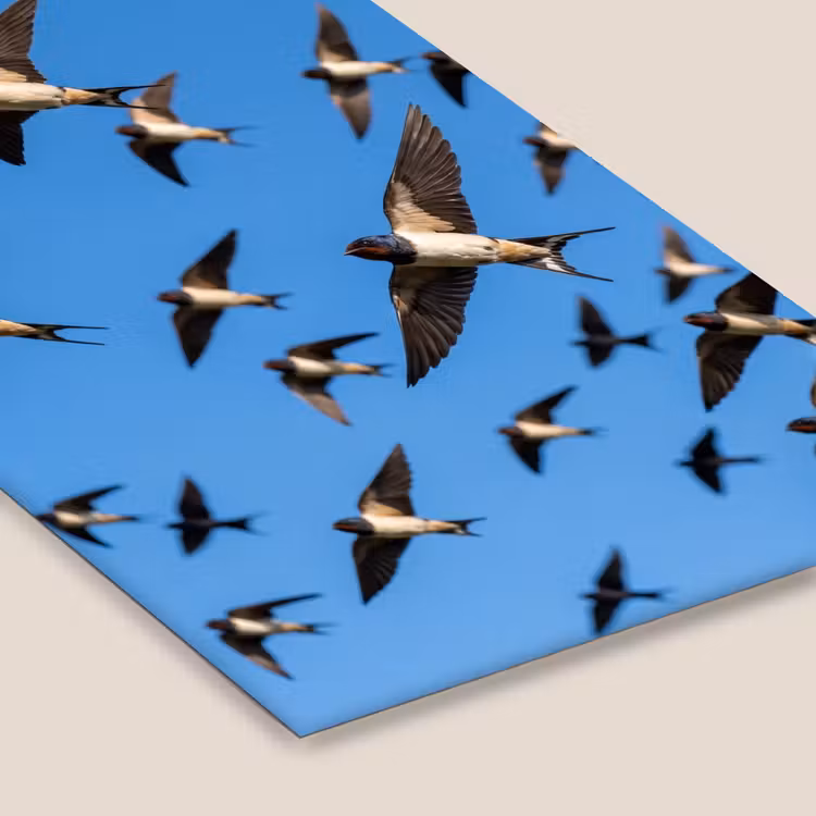 Zwaluwen - Vliegen - Blauw fotolijst zwart zonder passe partout klein -zsfeer6