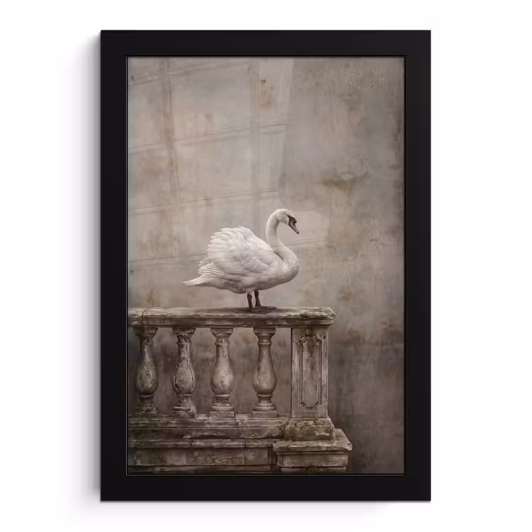 Zwaan - Elegant - Dieren - Wit fotolijst zwart zonder passe partout klein -3d