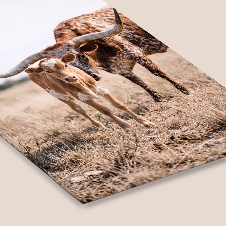 Texas Longhorn - Kalf - Weide - Dieren fotolijst zwart zonder passe partout klein -zsfeer6