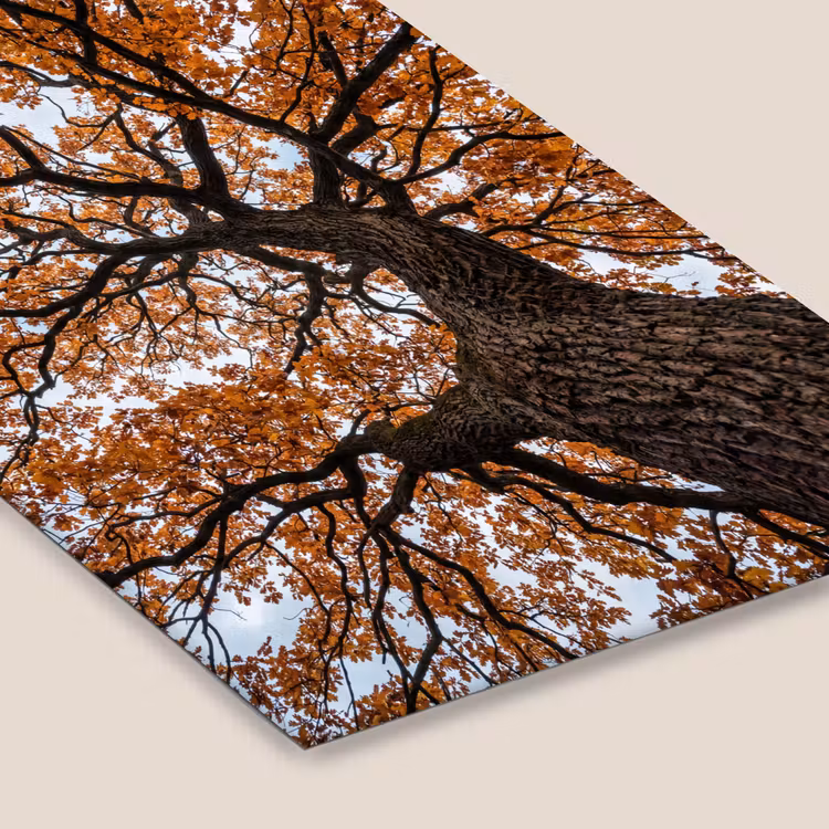 Boom - Bladerdak - Herfst - Oranje - Sfeervol fotolijst zwart zonder passe partout klein -zsfeer6