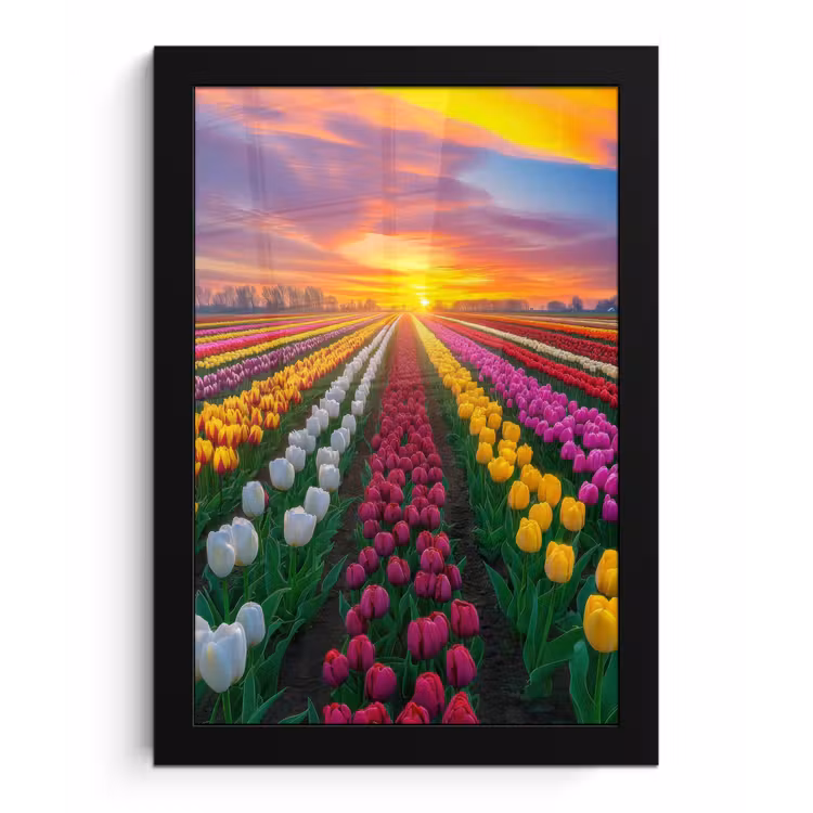 Tulpenveld - Zonsondergang - Kleurrijk fotolijst zwart zonder passe partout klein -3d