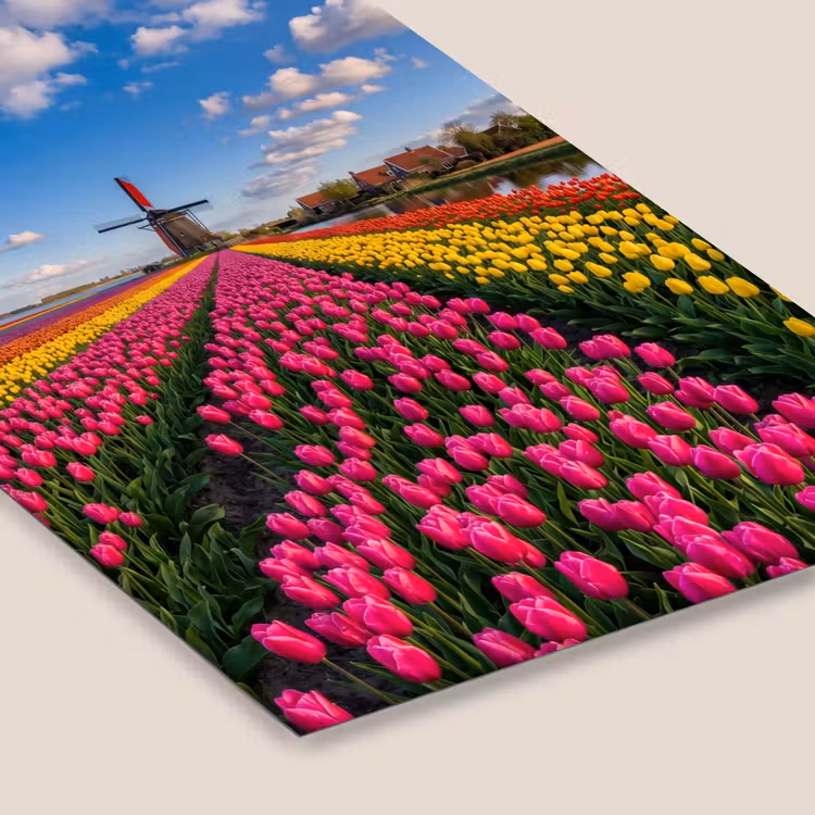 Tulpen - Holland - Molen - Kleurrijk fotolijst zwart zonder passe partout klein -zsfeer6