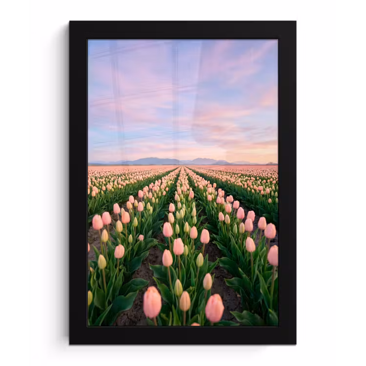 Tulpen - Landschap - Roze fotolijst zwart zonder passe partout klein -3d
