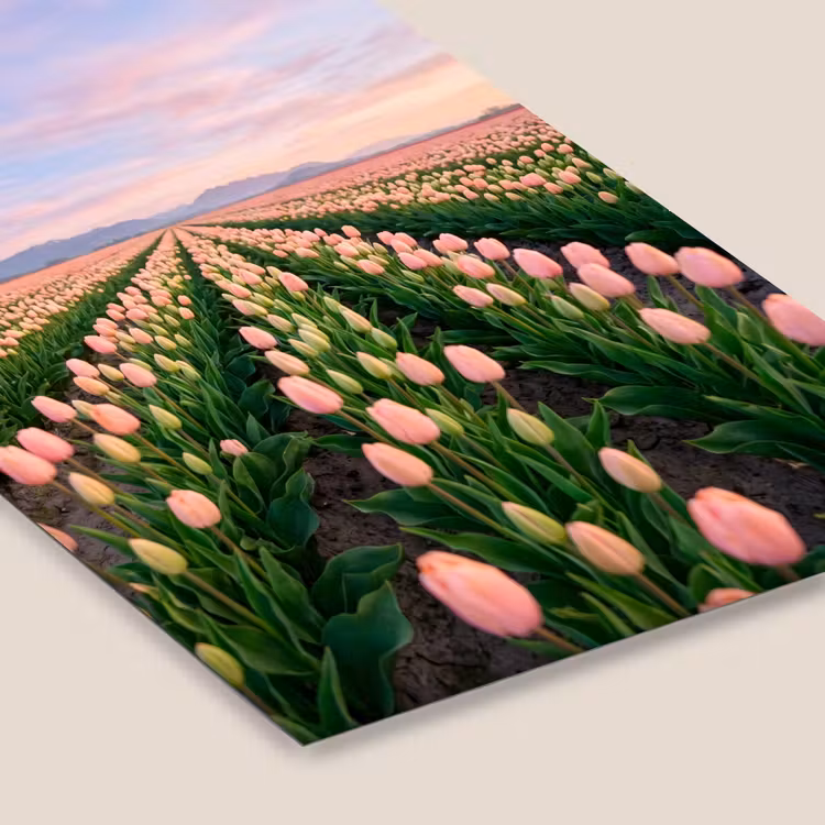 Tulpen - Landschap - Roze fotolijst zwart zonder passe partout klein -zsfeer6