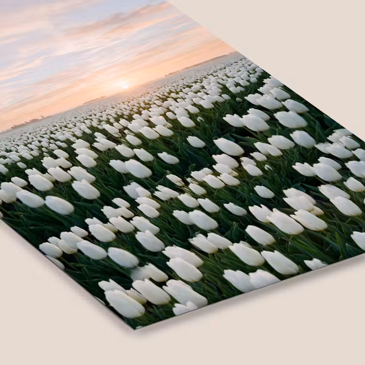 Tulpen - Landschap - Wit fotolijst zwart zonder passe partout klein -zsfeer6