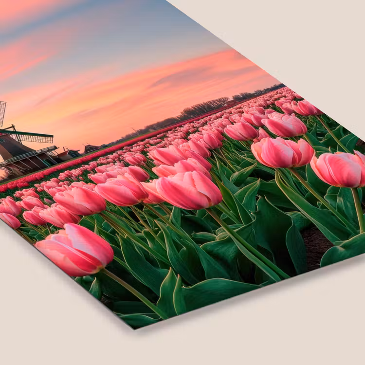 Tulpen - Molen - Nederland fotolijst zwart zonder passe partout klein -zsfeer6