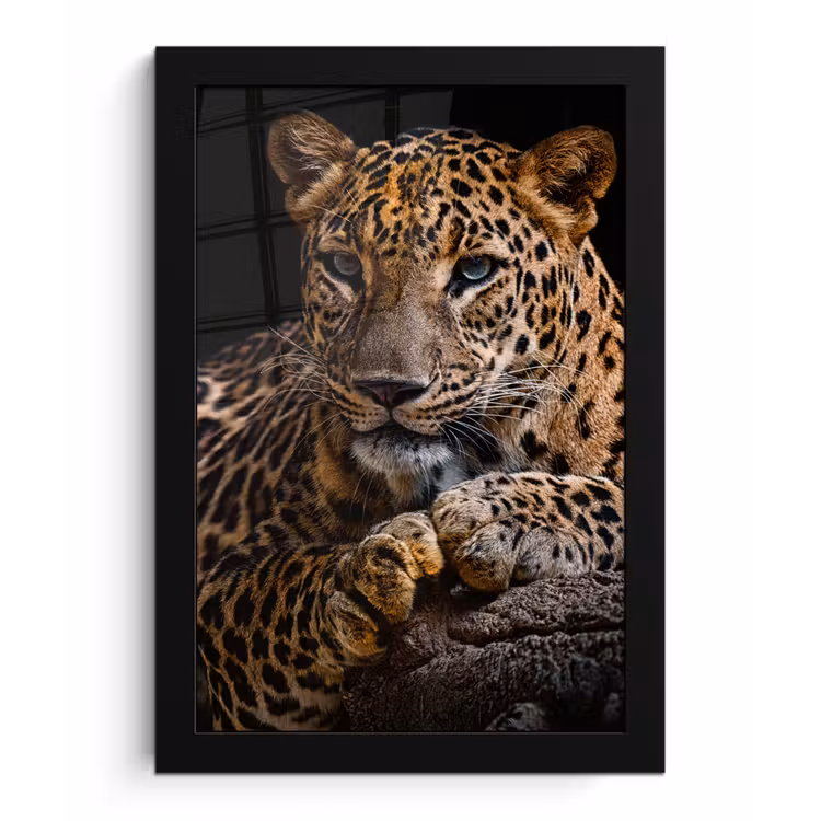 Wilde dieren - Panter - Portret - Zwart - Dieren fotolijst zwart zonder passe partout klein -3d