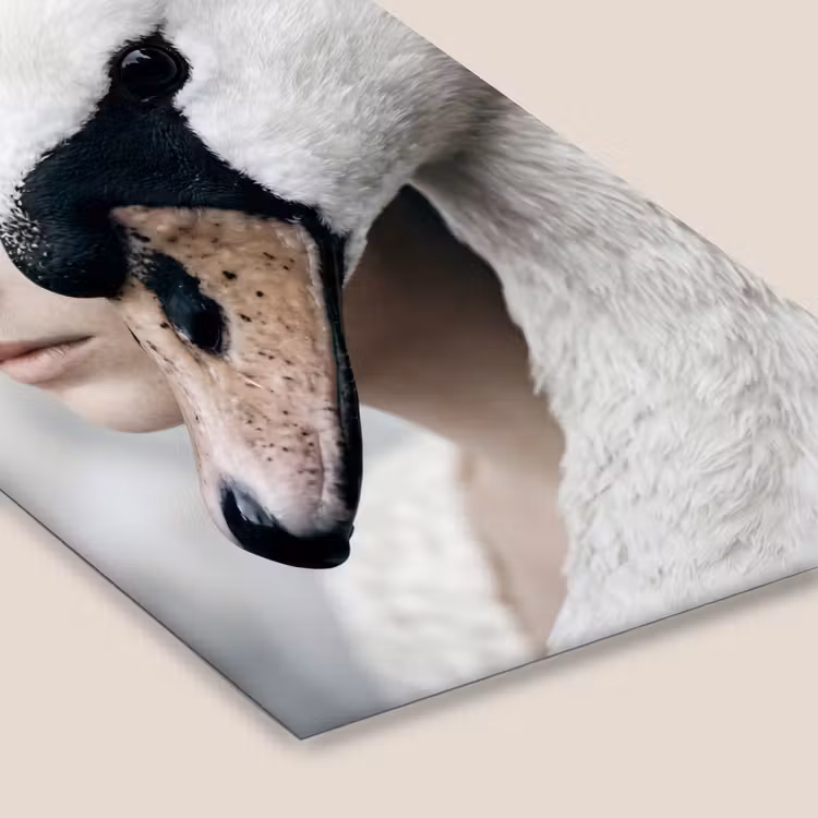 Vrouw - Zwaan - Wit fotolijst zwart zonder passe partout klein -zsfeer6