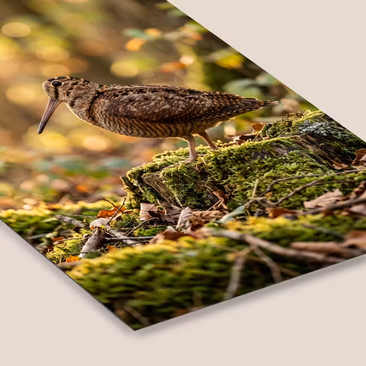 Houtsnip - Bos - Bladeren - Herfst - Gecamoufleerd fotolijst zwart zonder passe partout klein -zsfeer6