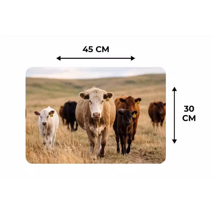 Runderen - Kudde - Landschap - Weide - Rustig Placemat vinyl groot -specs