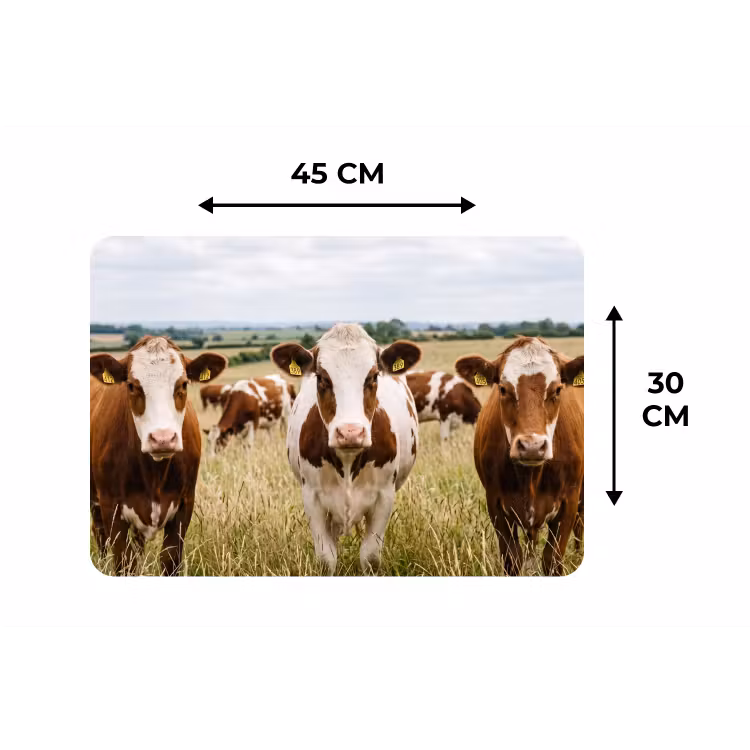 Koeien - Portret - Weide - Boerderij - Nieuwsgierig Placemat vinyl groot -specs