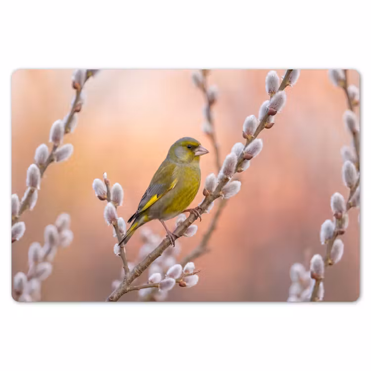 Groenling - Katjes - Lente - Natuur - Zacht Placemat vinyl groot -zzsfeer1_Kitchenyeah-website