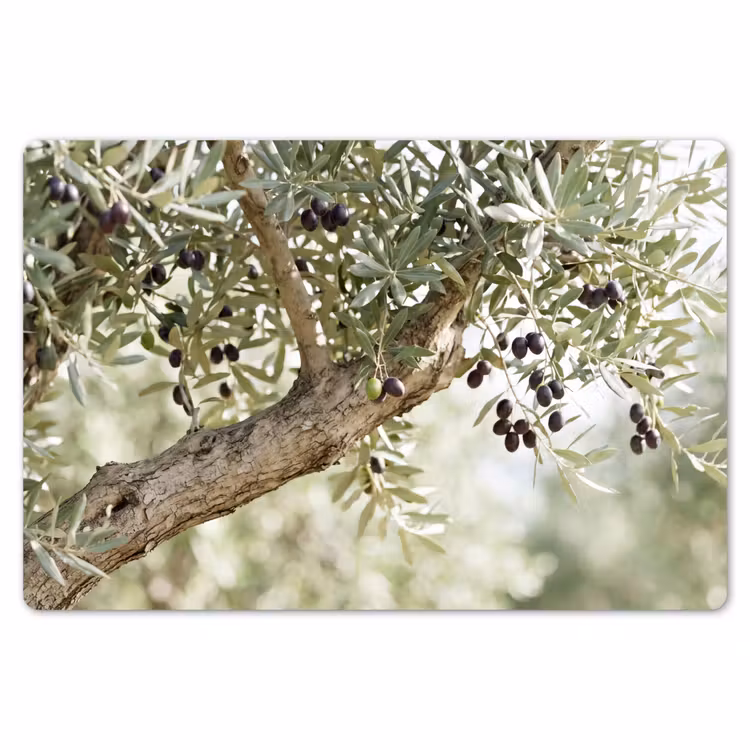 Placemat - 6 pieces - Olive tree - branch - green - Olijfboom - tak - groen Placemat vinyl groot