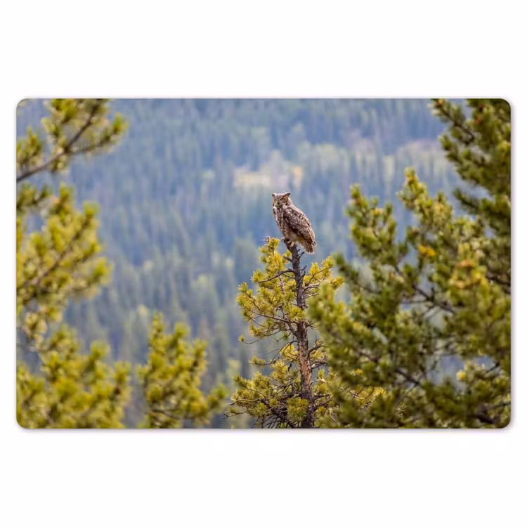 Uil - Oehoe - Bomen - Natuur Placemat vinyl groot -zzsfeer1_Kitchenyeah-website