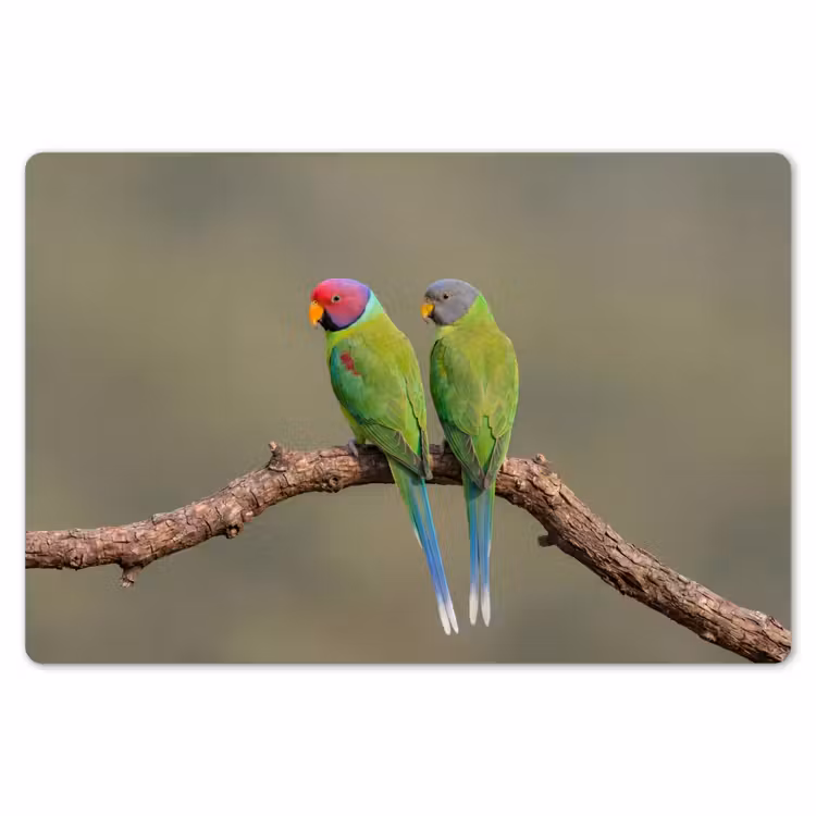 Papagaai - Tak - Natuur - Kleurrijk Placemat vinyl groot -zzsfeer1_Kitchenyeah-website