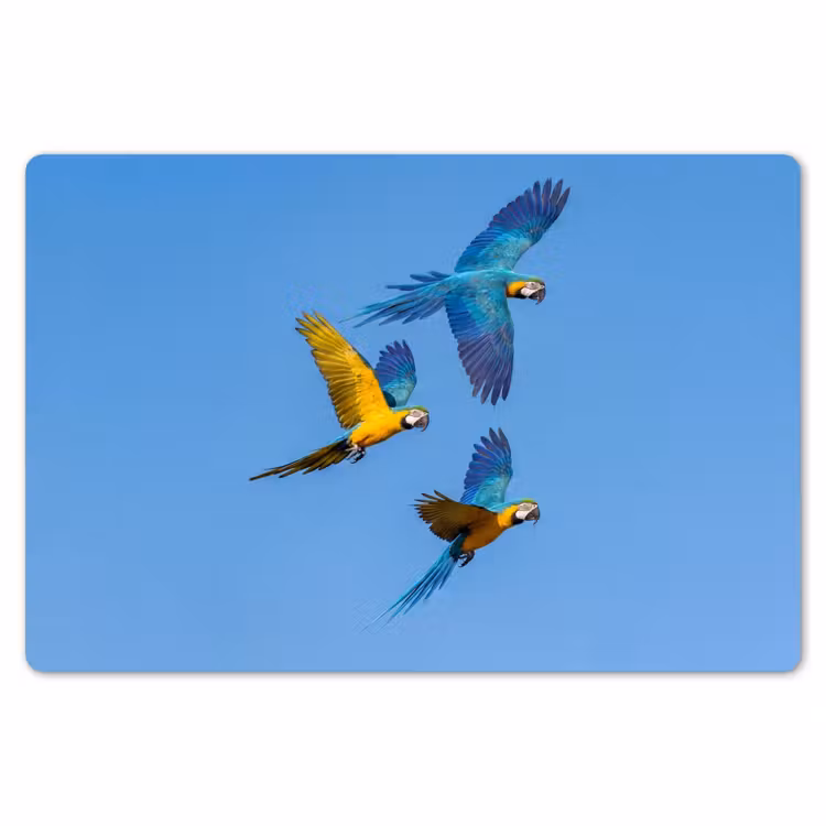 Papagaai - Vliegen - Blauw - Geel Placemat vinyl groot -zzsfeer1_Kitchenyeah-website