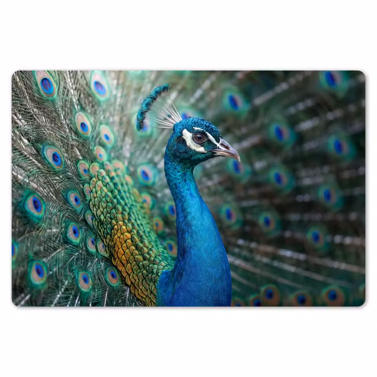 Pauw - Veren - Blauw Placemat vinyl groot -zzsfeer1_Kitchenyeah-website