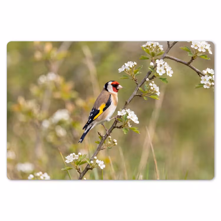 Putter - Bloesem - Lente - Natuur - Kleurrijk Placemat vinyl groot -zzsfeer1_Kitchenyeah-website